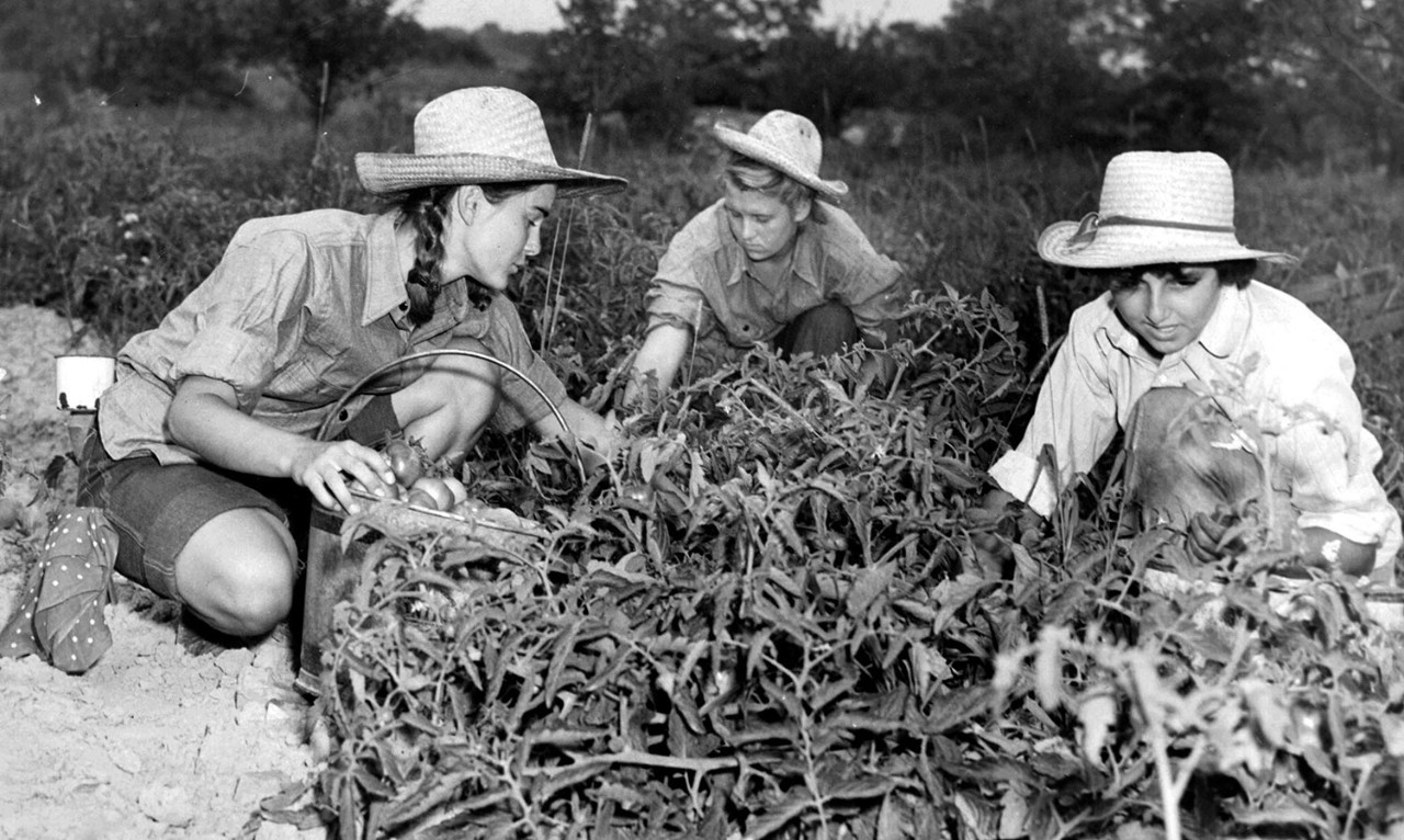 Girl Scout Farm Aides pick tomatoes, circa 1942 