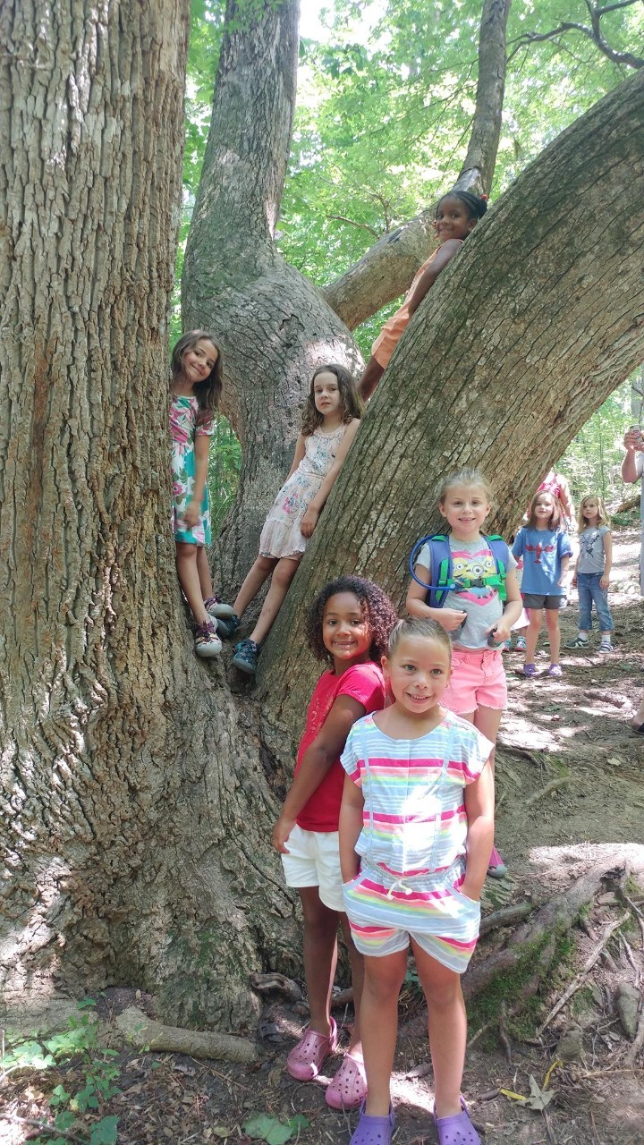 CH-GS-A-Daisy Troop In Tree NKR 18