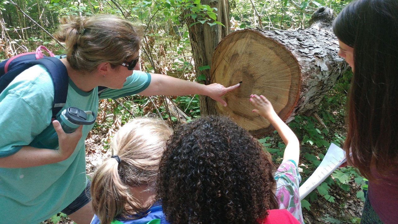  Daisy Girl Scouts learn all about tress on a hike with their troop leaders.